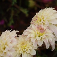 Gallery Monet® Dahlia Knöl