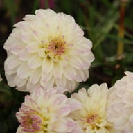 Gallery Monet® Dahlia Knöl