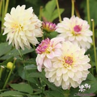 Gallery Monet® Dahlia Knöl