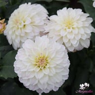 Gallery Monet® Dahlia Knöl