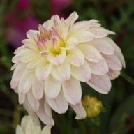 Gallery Monet® Dahlia Knöl
