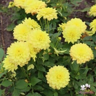 Gallery Pinto Dahlia Tuber