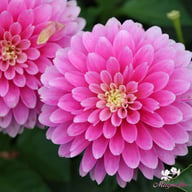 Gallery Rembrandt Dahlia Tuber