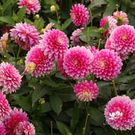 Gallery Rembrandt Dahlia Tuber