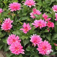Gallery Renoir Dahlia Tuber