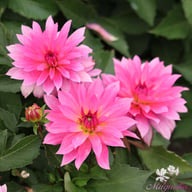 Gallery Renoir Dahlia Tuber