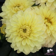 Gallery Serenade Dahlia Tuber