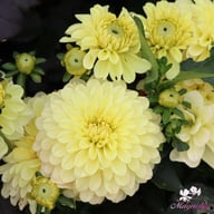Gallery Serenade Dahlia Tuber