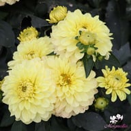 Gallery Serenade Dahlia Tuber