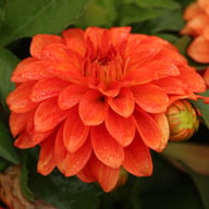 Gallery Valentin Dahlia Tuber