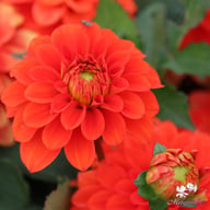 Gallery Valentin Dahlia Tuber