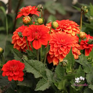 Gallery Valentin Dahlia Tuber