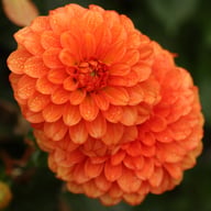 Gallery Valentin Dahlia Tuber