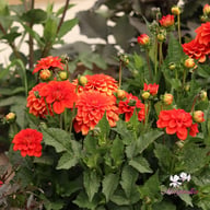 Gallery Valentin Dahlia Tuber