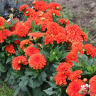 Gallery Valentin Dahlia Tuber