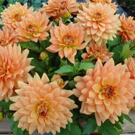Gallery Vincent Dahlia Tuber