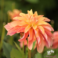 Garden Desire Dahlia Tuber