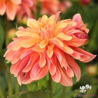 Garden Desire Dahlia Tuber