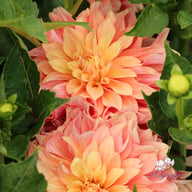 Garden Desire Dahlia Tuber