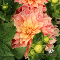 Garden Desire Dahlia Tuber
