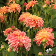 Garden Desire Dahlia Tuber