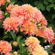 Garden Desire Dahlia Tuber