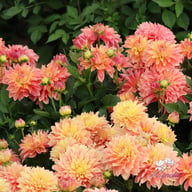 Garden Desire Dahlia Tuber