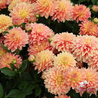Garden Desire Dahlia Tuber