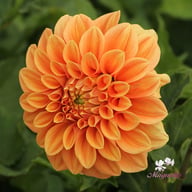 Garden Jubilee Dahlia Knöl