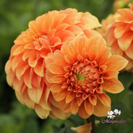 Garden Jubilee Dahlia Knöl