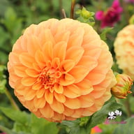 Garden Jubilee Dahlia Knöl