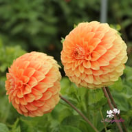 Garden Jubilee Dahlia Knöl