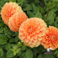 Garden Jubilee Dahlia Knöl
