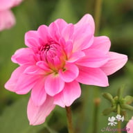 Garden Sensation Dahlia Knöl
