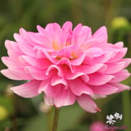 Garden Sensation Dahlia Knöl