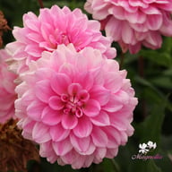 Garden Sensation Dahlia Knöl