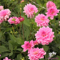 Garden Sensation Dahlia Knöl