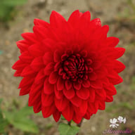 Garden Wonder Dahlia Knöl