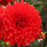 Garden Wonder Dahlia Knöl