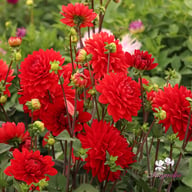 Garden Wonder Dahlia Knöl