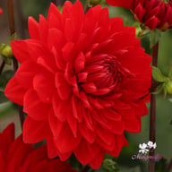 Garden Wonder Dahlia Knöl