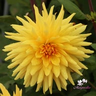 Gelber Vulcan Dahlia Knöl