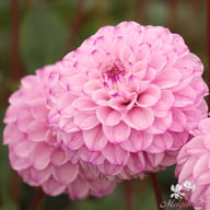 Genova Dahlia Tuber