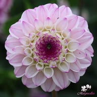 Genova Dahlia Tuber