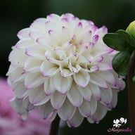 Genova Dahlia Tuber