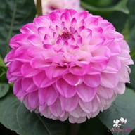 Genova Dahlia Tuber
