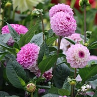 Genova Dahlia Tuber