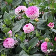 Genova Dahlia Tuber