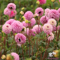 Genova Dahlia Tuber