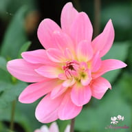 Gerrie Hoek Dahlia Tuber